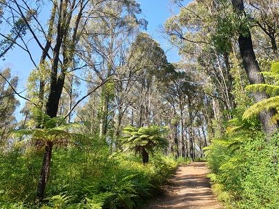 20211231_fern trees.jpg