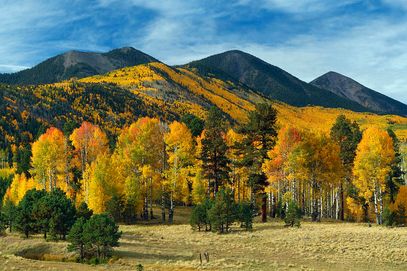 lockett meadow.jpg